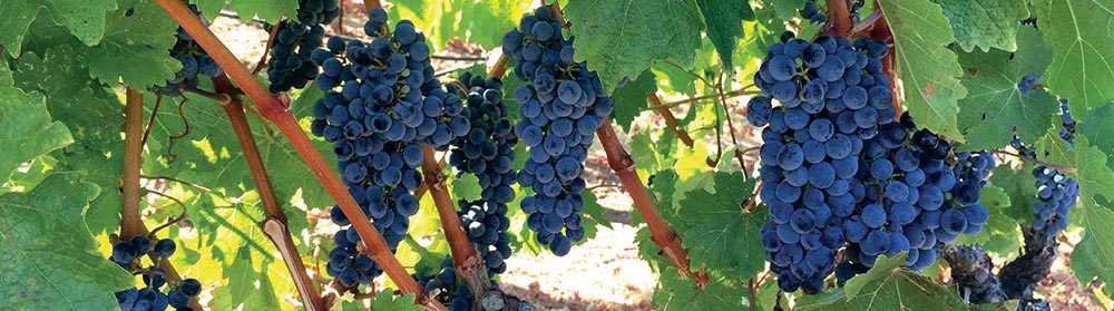 Ripe grapes on the vine