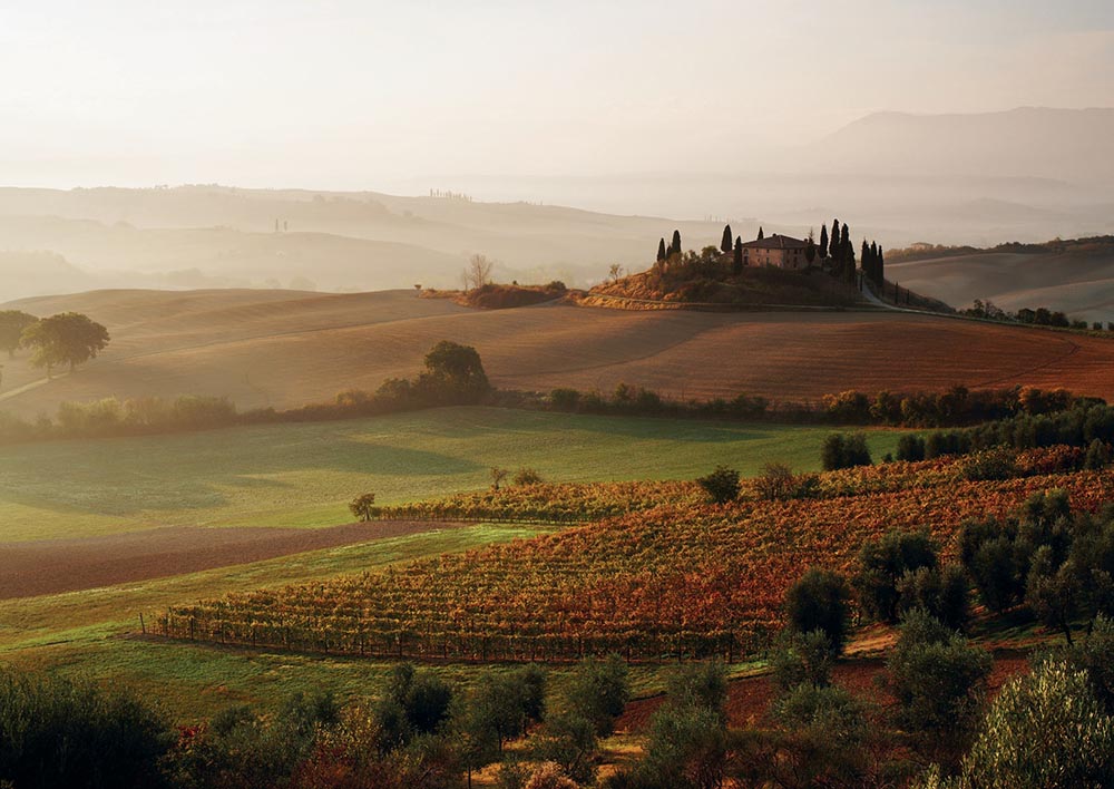Vineyard landscape at sunrise