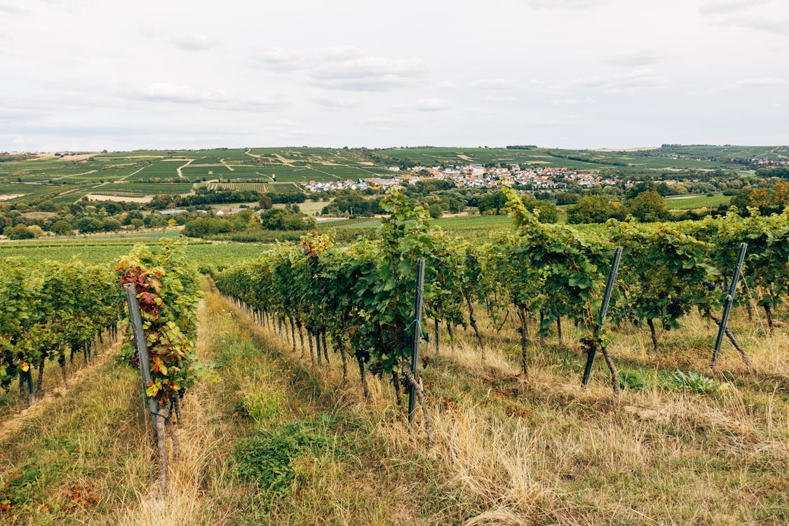 Sustainable vineyard with eco-friendly viticultural practices