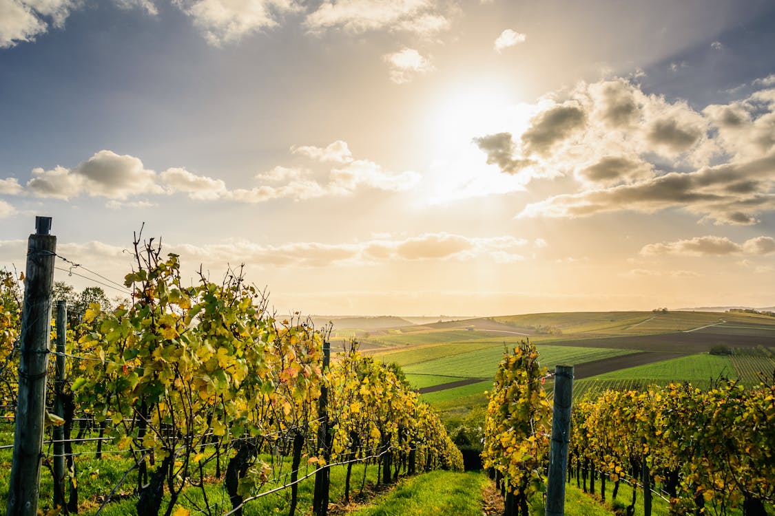 Rolling vineyard landscape under golden light